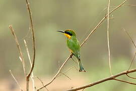 Little Bee-eater