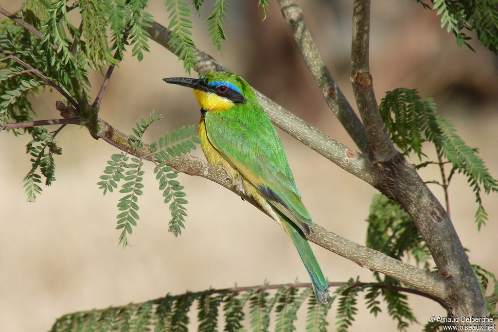 Little Bee-eater