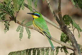 Little Bee-eater