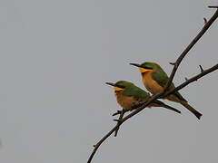 Little Bee-eater