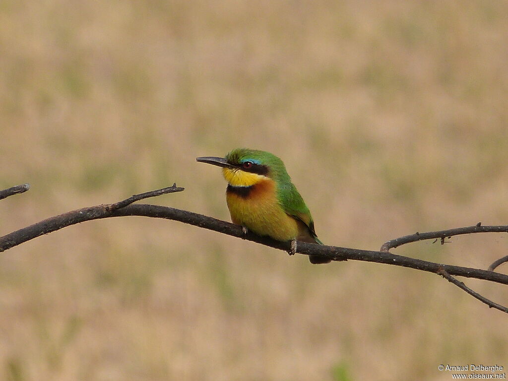 Little Bee-eater