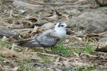 Guifette leucoptère