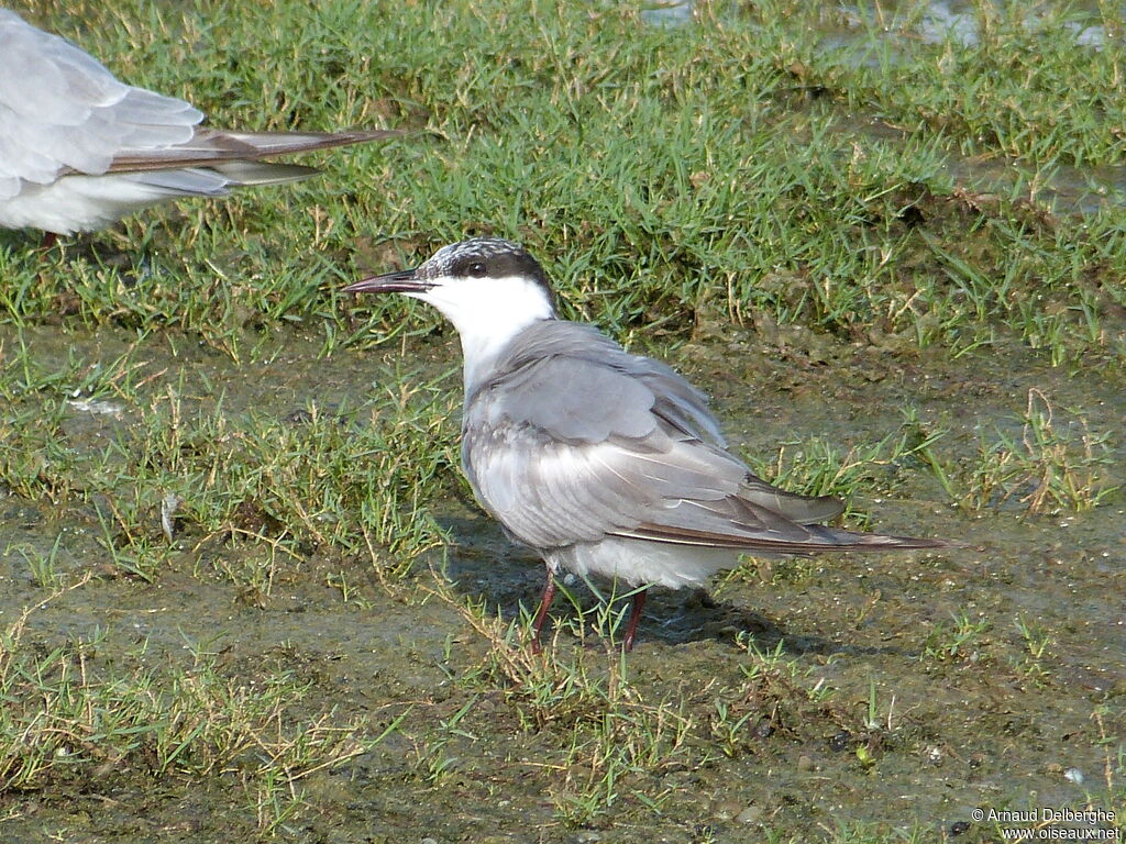 Whiskered Tern