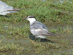 Whiskered Tern