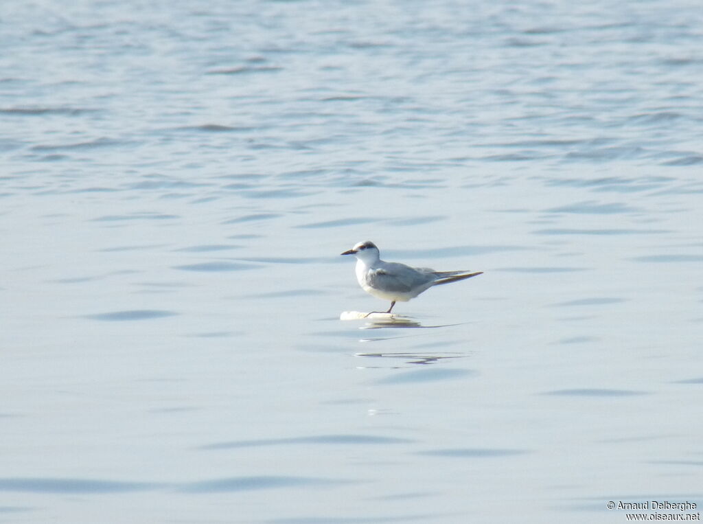 Whiskered Tern