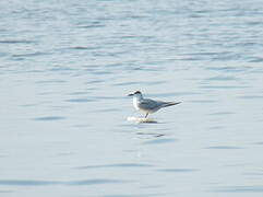 Whiskered Tern