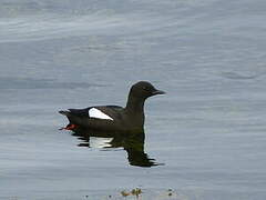 Guillemot à miroir