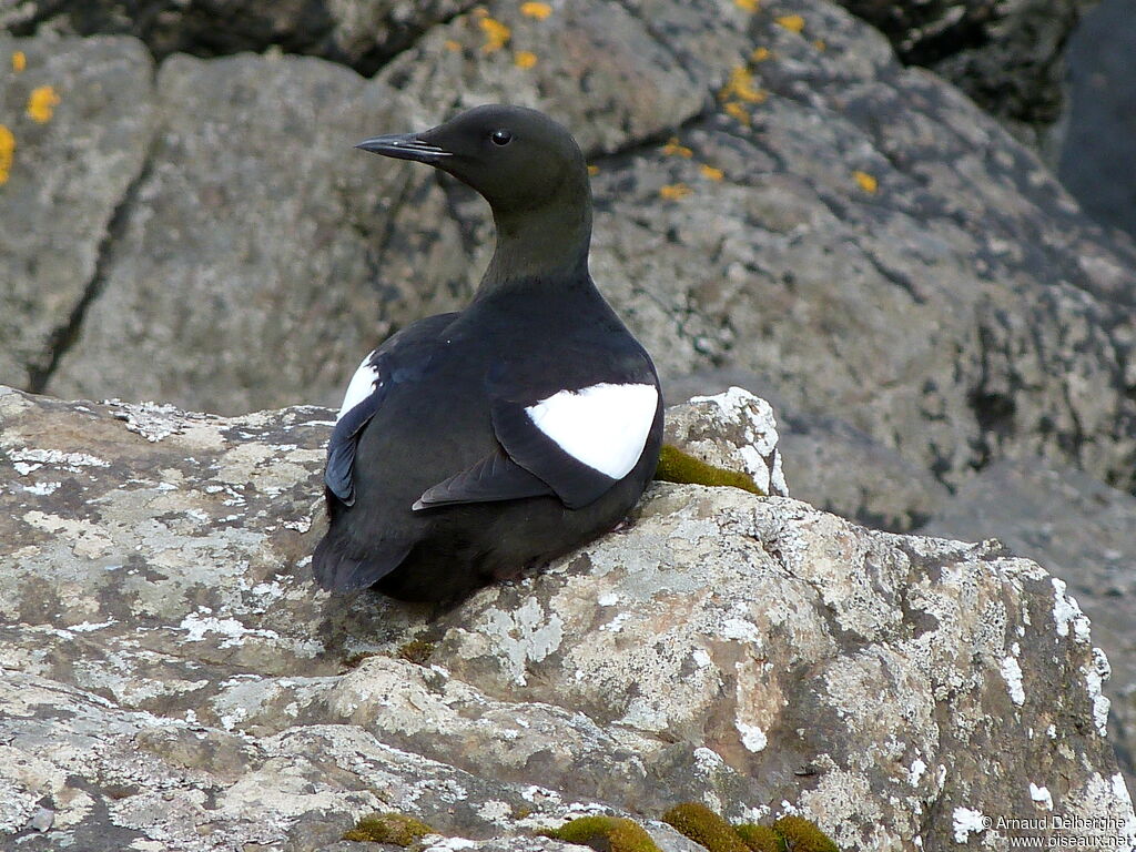 Black Guillemot