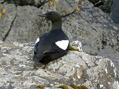 Guillemot à miroir