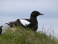 Guillemot à miroir