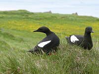 Guillemot à miroir