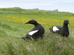 Guillemot à miroir