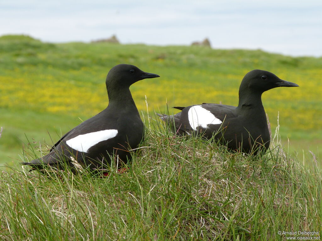 Black Guillemot