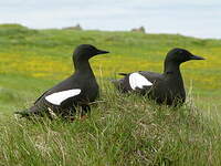 Guillemot à miroir