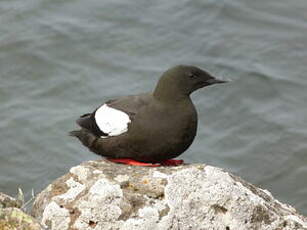 Guillemot à miroir