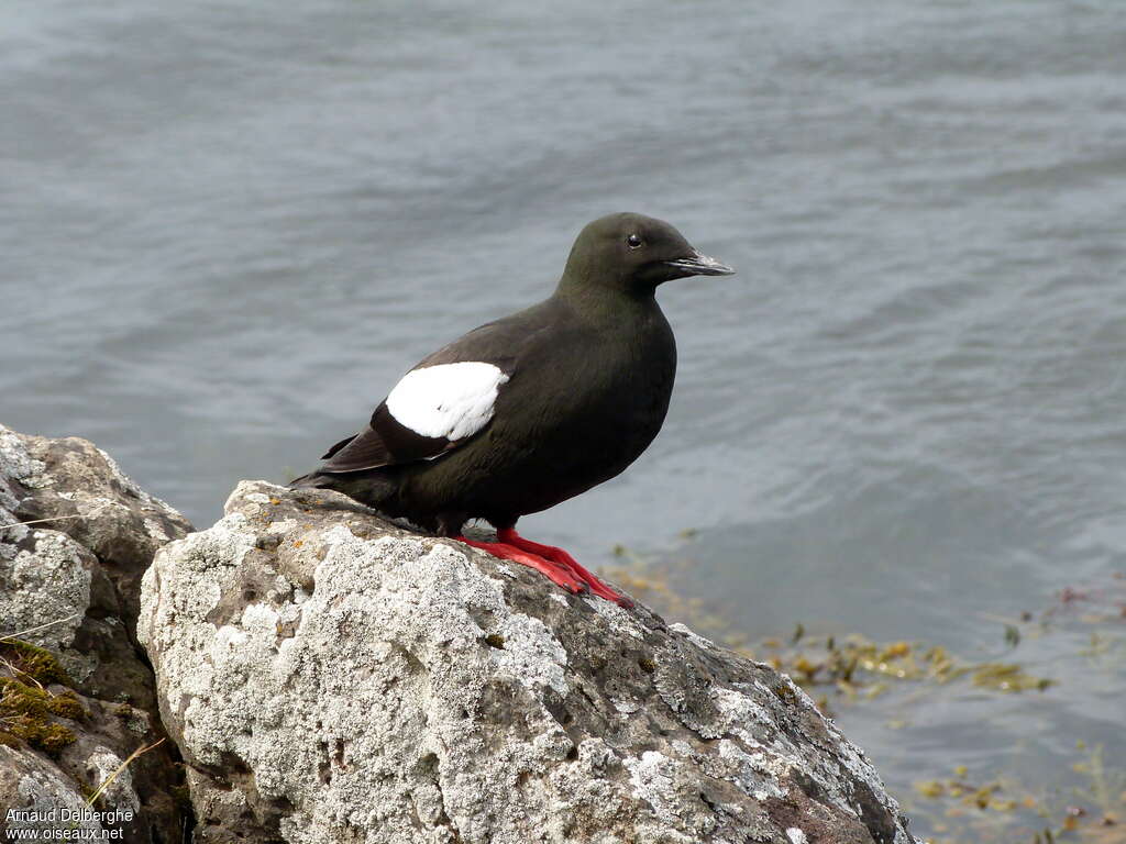 Black Guillemotadult, habitat, pigmentation