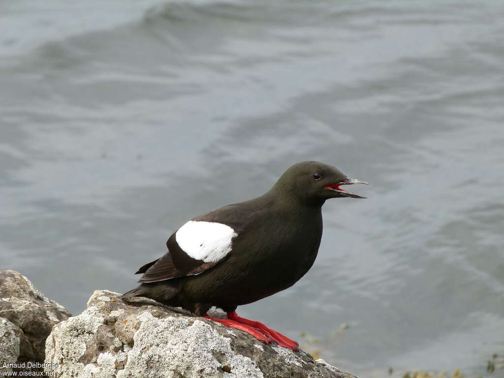 Guillemot à miroir