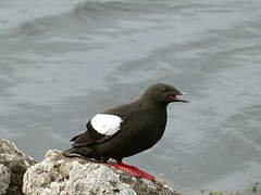 Guillemot à miroir