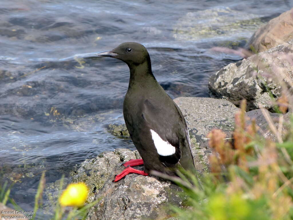 Black Guillemotadult, identification