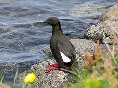 Guillemot à miroir