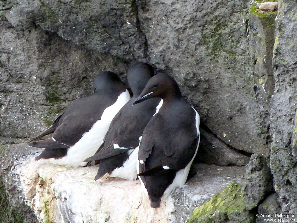 Thick-billed Murre