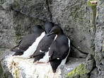 Guillemot de Brünnich