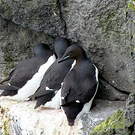 Guillemot de Brünnich
