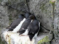 Thick-billed Murre