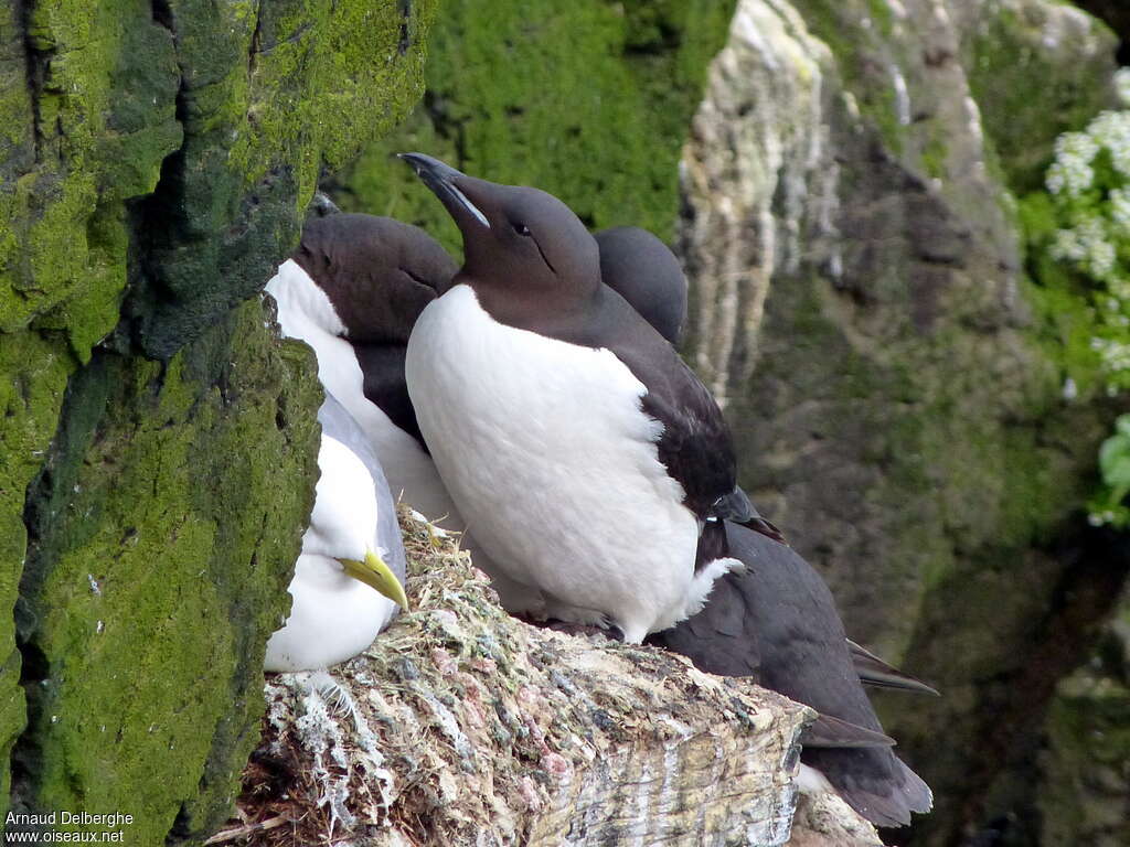 Thick-billed Murreadult, close-up portrait