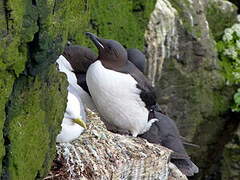 Guillemot de Brünnich