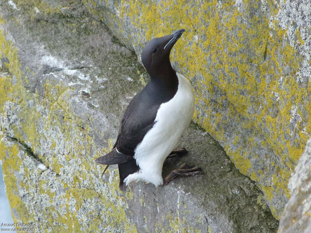 Guillemot de Brünnichadulte, identification