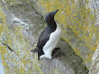 Guillemot de Brünnich