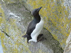 Guillemot de Brünnich