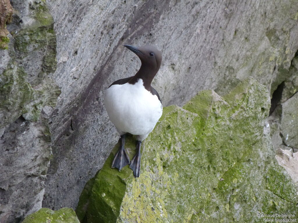 Guillemot de Troïl