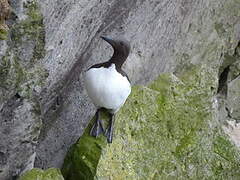 Guillemot de Troïl