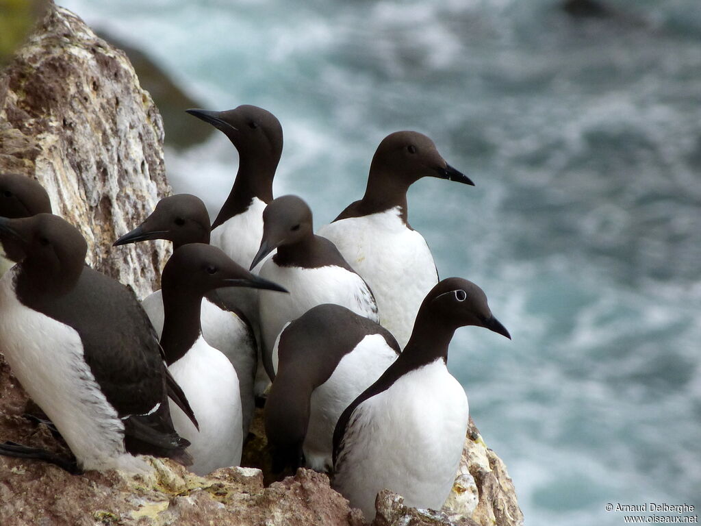 Guillemot de Troïl