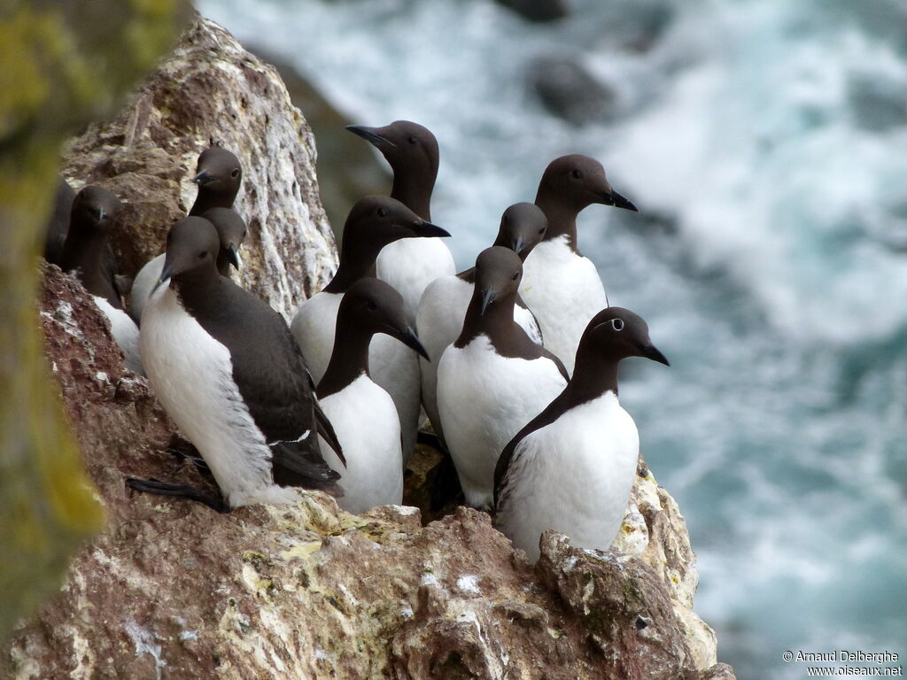 Guillemot de Troïl