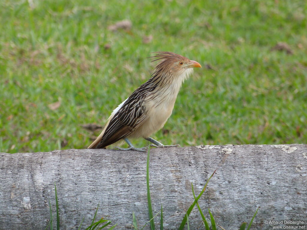 Guira Cuckoo