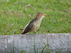 Guira Cuckoo