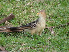 Guira Cuckoo