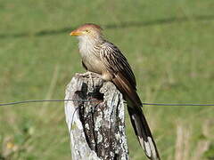 Guira Cuckoo