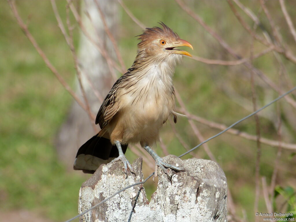 Guira Cuckoo