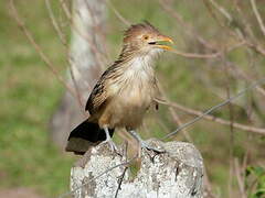 Guira Cuckoo