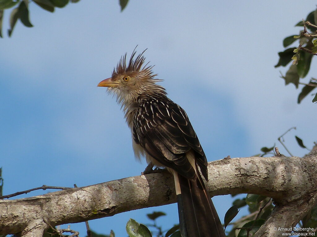 Guira Cuckoo