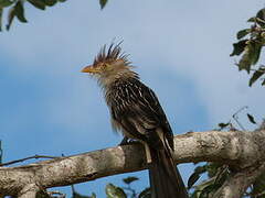 Guira Cuckoo