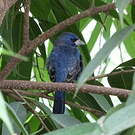 Guiraca bleu