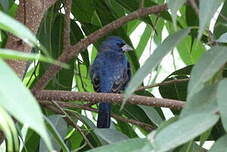 Guiraca bleu