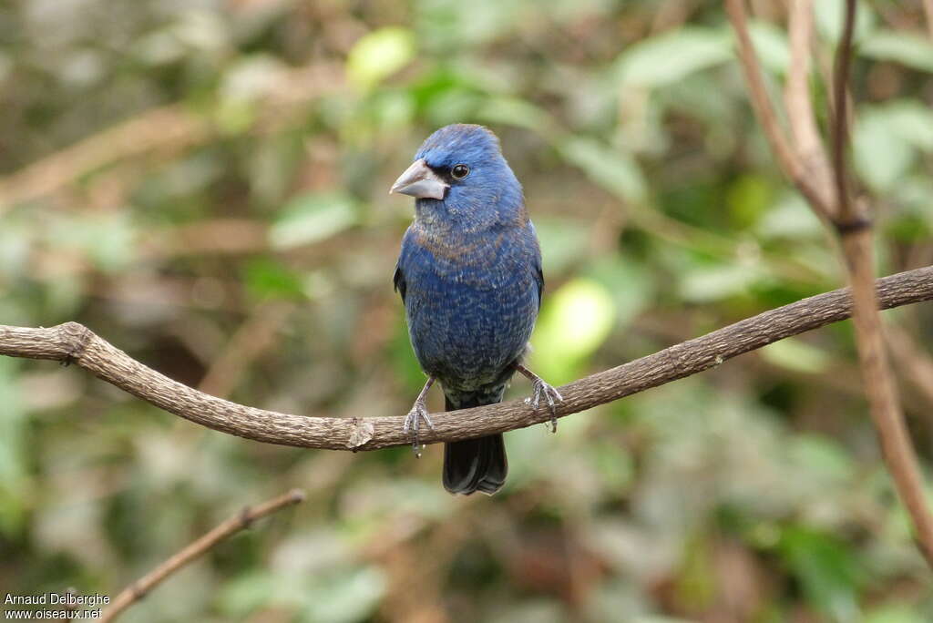 Blue Grosbeak male adult, close-up portrait