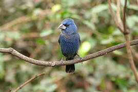 Blue Grosbeak