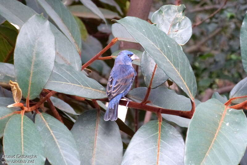 Guiraca bleu mâle adulte, identification